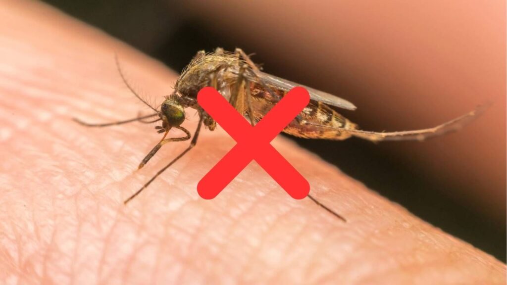 Afaste pernilongos com estas plantas em vaso fáceis de cuidar