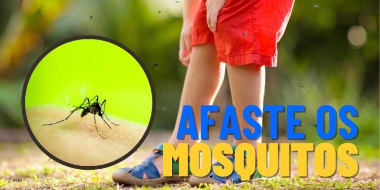 Nem repelente, nem spray químico: truque natural que espanta pernilongos