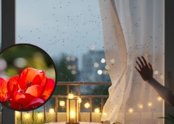 Nem inseticida, nem citronela: estas plantas afastam muriçocas da varanda