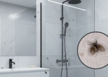 Como eliminar mosquitinhos do banheiro rápido e sem veneno