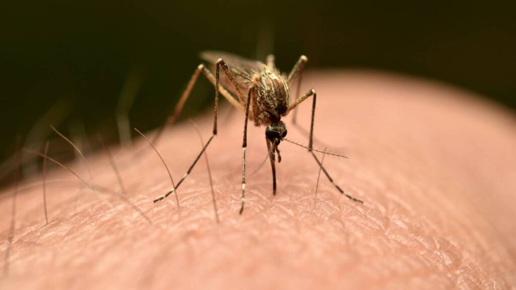 Preparando para o verão: como bloquear mosquitos com barreiras caseiras que duram