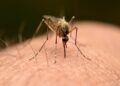 Como afastar mosquitos de casa usando apenas três plantas