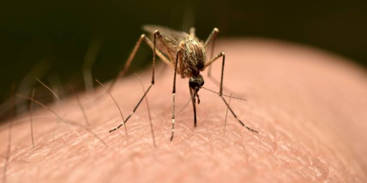 Como afastar mosquitos de casa usando apenas três plantas