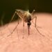 Como afastar mosquitos de casa usando apenas três plantas