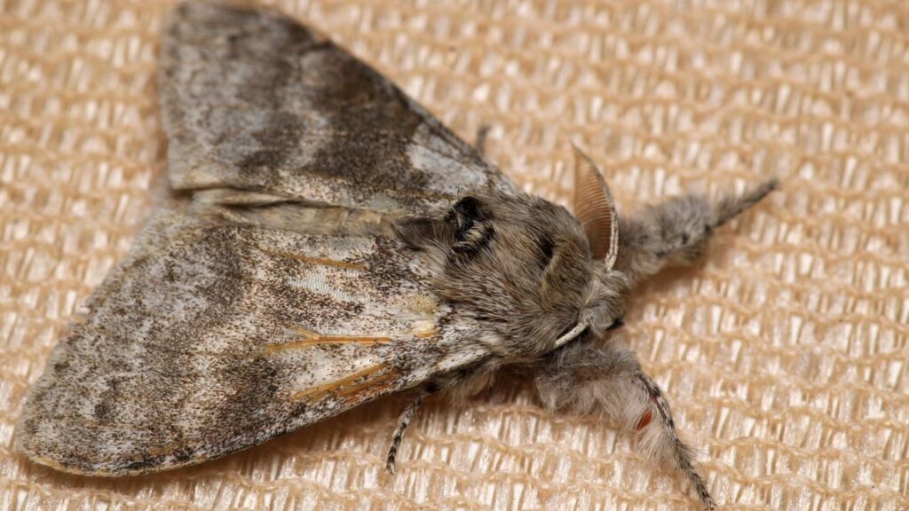 Evite traças nos guarda-roupas na primavera: métodos que protegem tecidos o ano todo