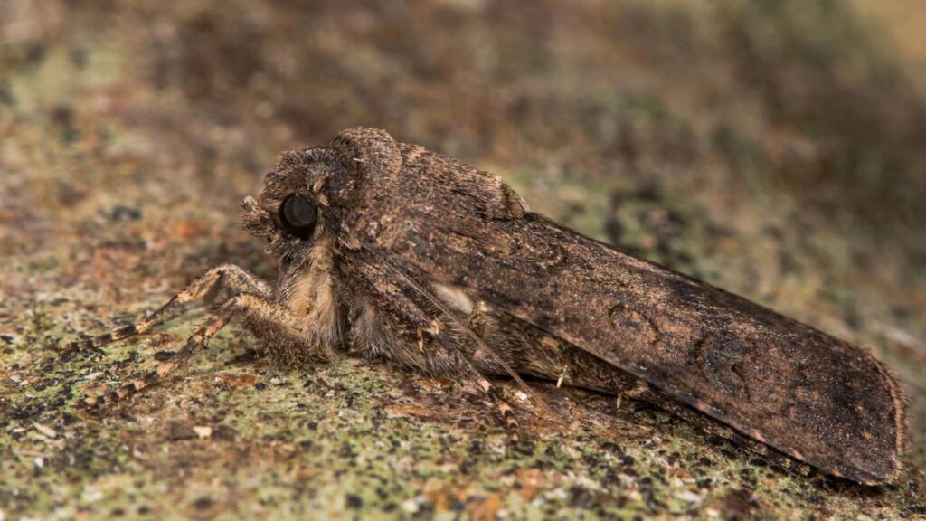 Evite traças nos guarda-roupas na primavera: métodos que protegem tecidos o ano todo