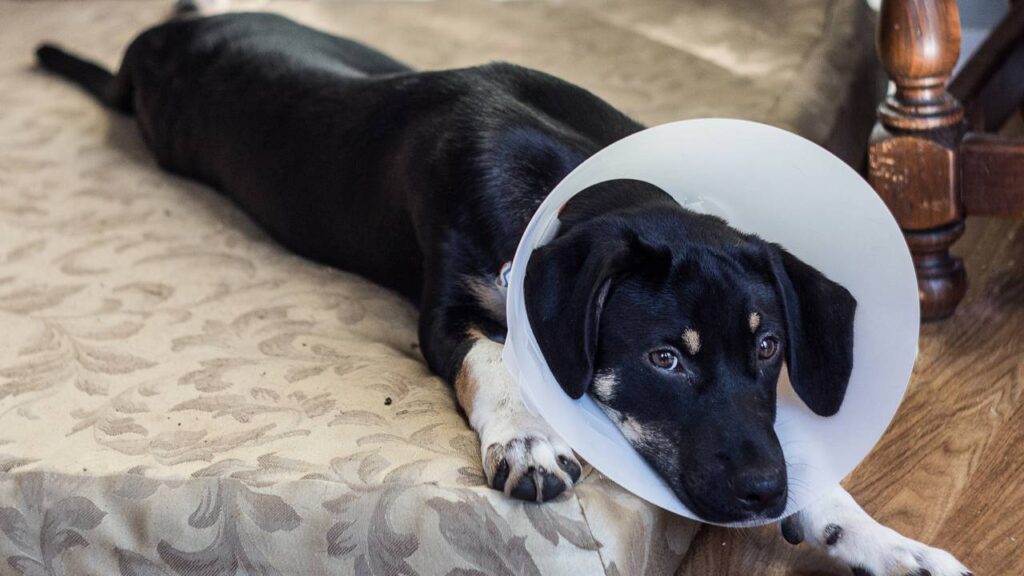 Como cuidar do seu cachorro recém castrado: dicas essenciais para recuperação
