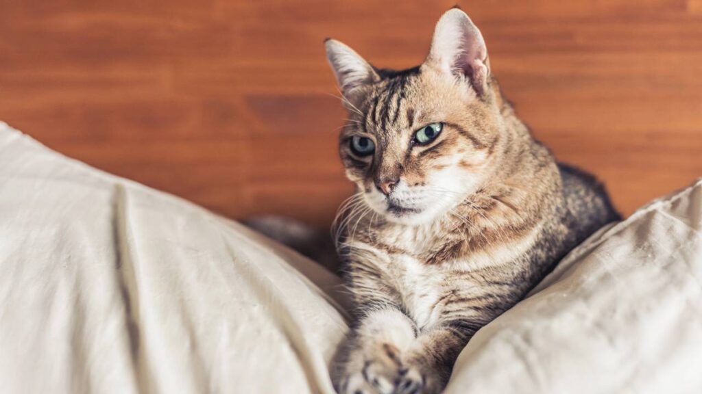 Guia prático para iniciantes: como cuidar de um gato idoso com facilidade