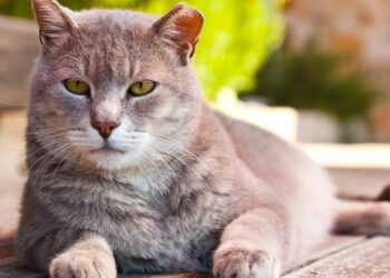 Dicas para prolongar a vida do seu felino com gestos simples mas importantes