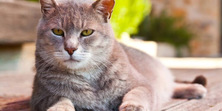 Dicas para prolongar a vida do seu felino com gestos simples mas importantes