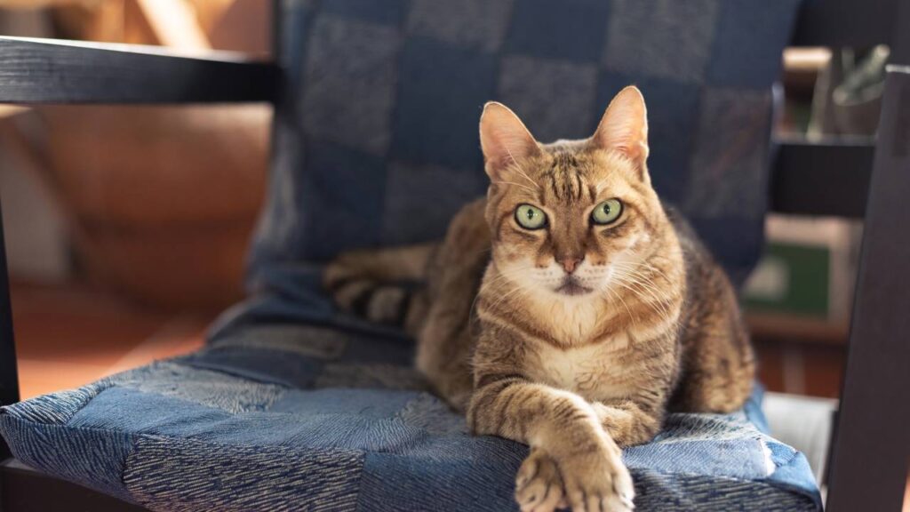 Dicas para prolongar a vida do seu felino com gestos simples mas importantes