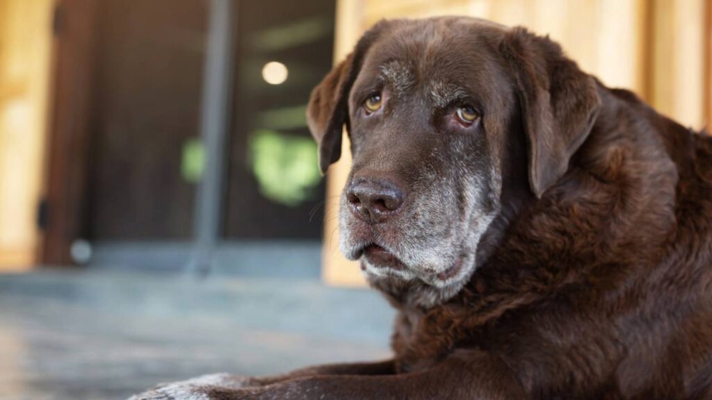 Guia prático para tutores iniciantes: como cuidar de um cachorro idoso sem complicações