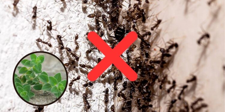 Tempero comum pode eliminar pragas e deixar a casa protegida