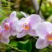 Aprenda a cultivar orquídeas dentro de casa do jeito certo!