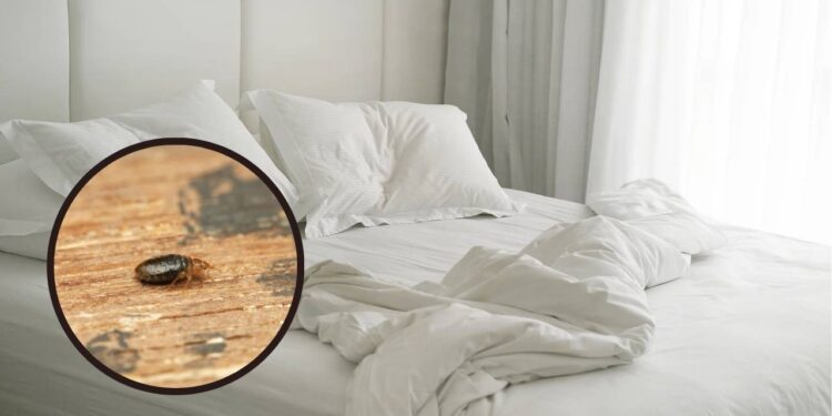 Onde os percevejos de cama se escondem e como achá-los