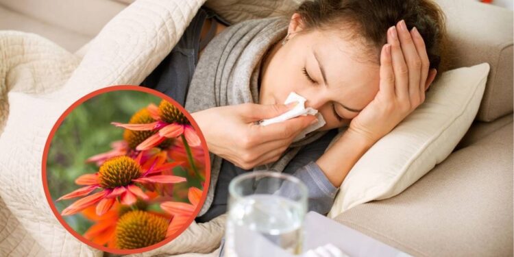 Fuja dos remédios e alivie a gripe naturalmente com estas plantas