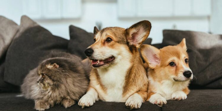 Os melhores nomes unissex para pets que fogem do comum