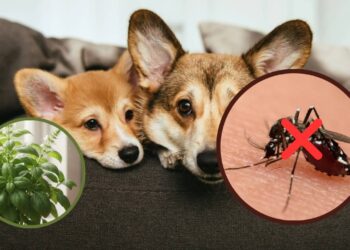 Plantas que afastam mosquitos e não fazem mal aos pets