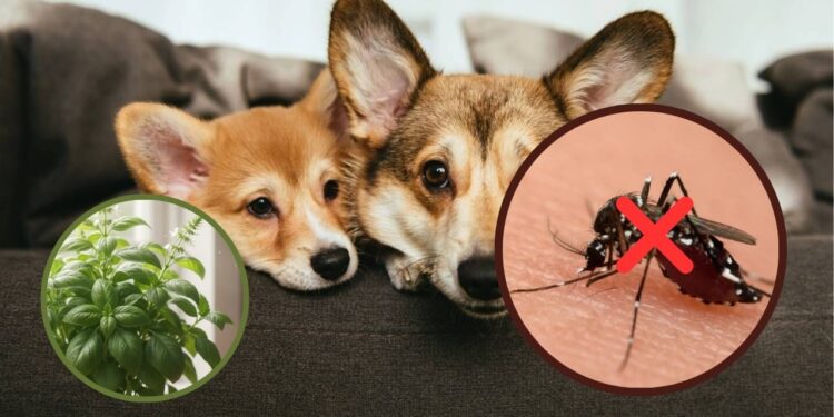 Plantas que afastam mosquitos e não fazem mal aos pets