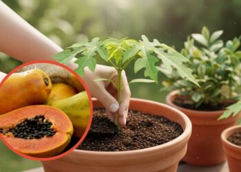 Dicas para plantar mamão e colher mesmo em espaços pequenos
