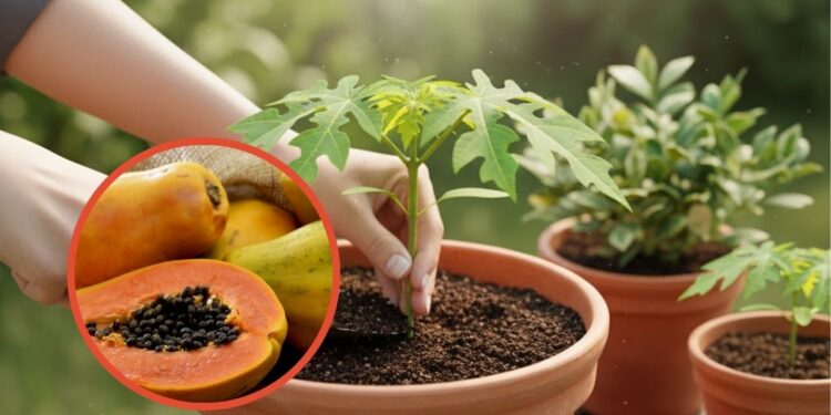 Dicas para plantar mamão e colher mesmo em espaços pequenos