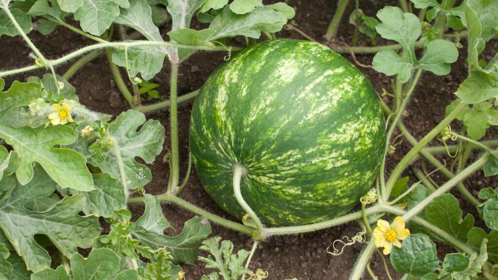 O segredo para plantar melancia em casa e ter frutos doces