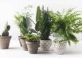 Plantas necessárias para ter em casa de decoração e afastar insetos do seu lar
