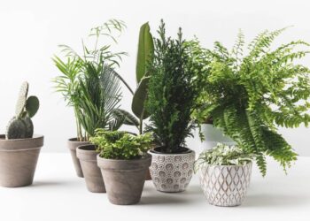 Plantas necessárias para ter em casa de decoração e afastar insetos do seu lar