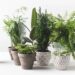 Plantas necessárias para ter em casa de decoração e afastar insetos do seu lar