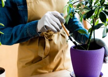 5 plantas fáceis de cultivar em casa que ajudam a melhorar o humor