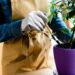 5 plantas fáceis de cultivar em casa que ajudam a melhorar o humor