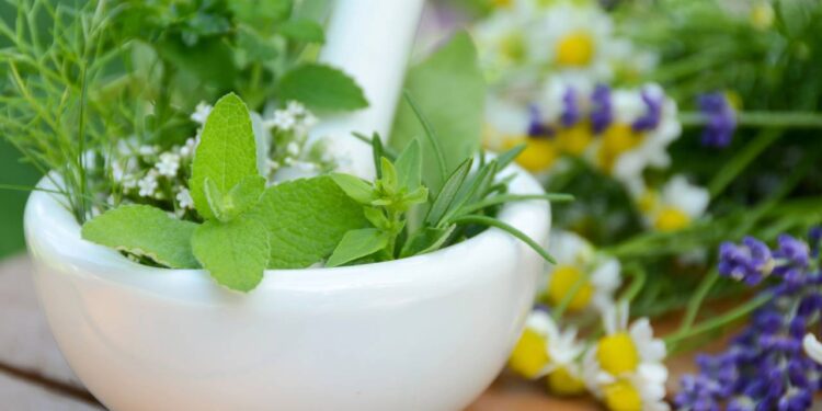 Plantas medicinais perfeitas para uso em chás e infusões