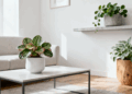 5 Plantas essenciais na decoração minimalista (simples e lindas)