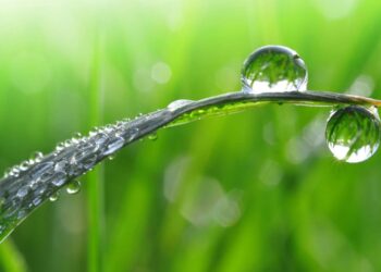 Plantas sem terra para casa: como funciona e por quais espécies começar