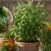 Horta orgânica sem pragas: as 3 plantas poderosas que afastam insetos naturalmente!