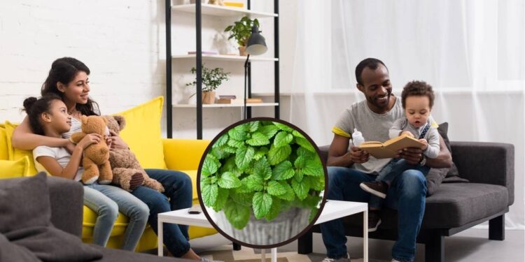 O aroma destas plantas afastam os mosquitos e deixam a casa perfumada