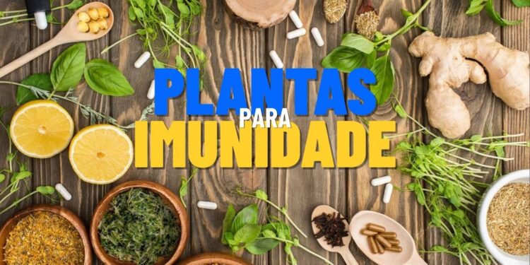 3 Plantas que blindam sua imunidade de forma 100% natural