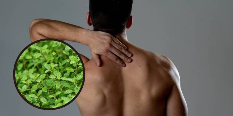 Plantas que ajudam a aliviar a tensão muscular e promovem relaxamento natural