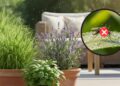 Plantas que funcionam como repelente natural, segundo especialista
