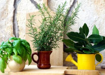 Plantas que moscas detestam: coloque na janela e crie uma barreira natural