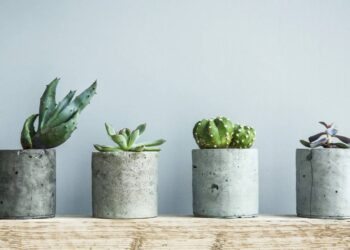 Conheça plantas ideais para ambientes pequenos que exigem pouca manutenção