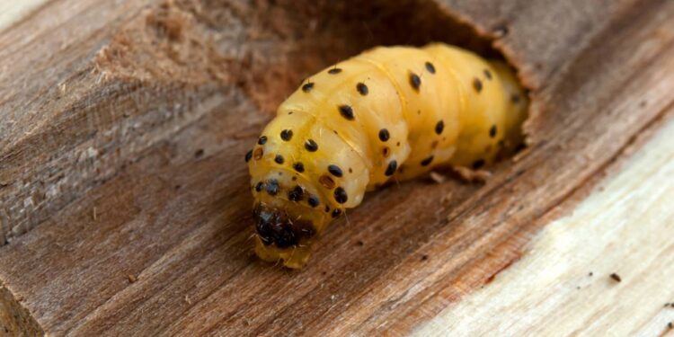 Sua casa pode estar cheia de pragas invisíveis que danificam seus aparelhos