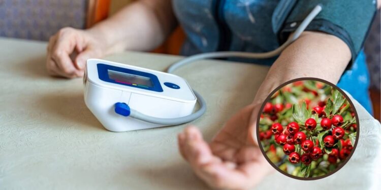 Plantas calmantes para ajudar a controlar a pressão alta