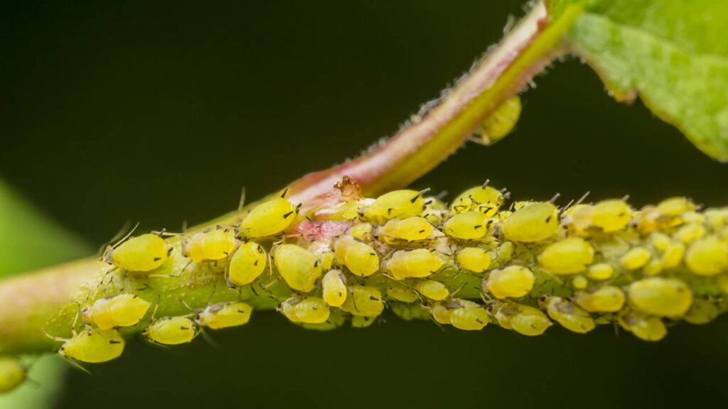 Solução natural contra pulgões em plantas de varanda durante a transição para dias quentes