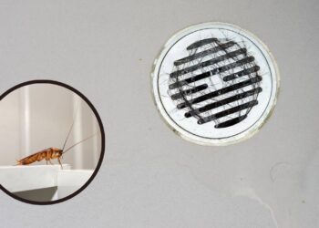 Previna a invasão de pragas durante o verão e saiba onde elas se encondem