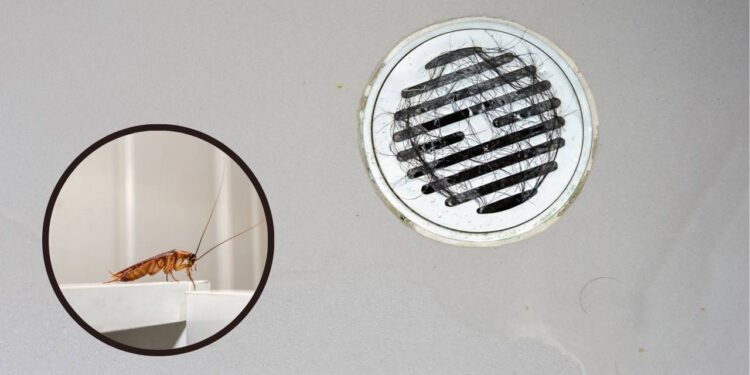 Previna a invasão de pragas durante o verão e saiba onde elas se encondem