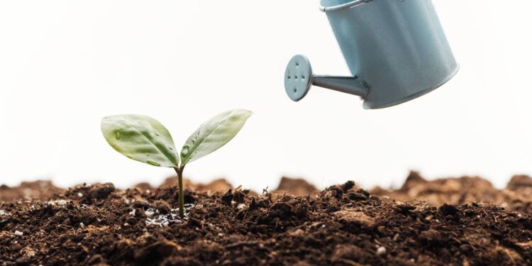 Nem rega constante, nem abandono: esta espécie equilibra tudo e cresce forte