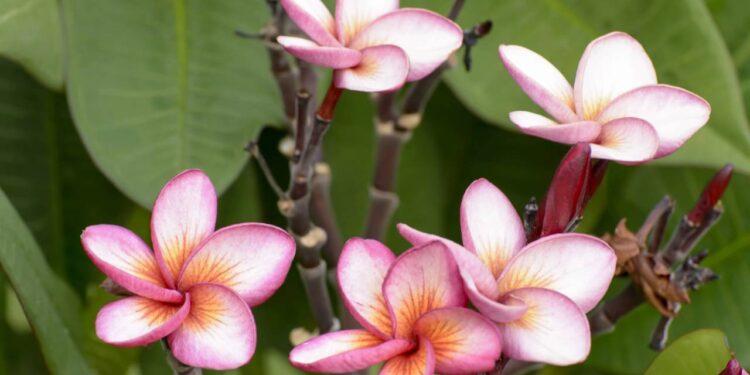 Acerte de primeira! Como fazer mudas de rosa do deserto em casa com método atual