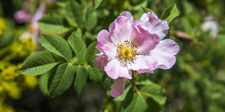 Esta flor deixará a sua pele saudável e evitará o envelhecimento precoce