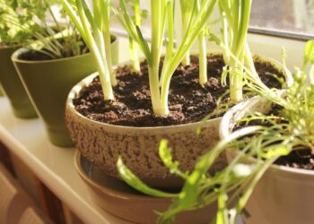Como cultivar salsinha em apartamento e colher folhas fresquinhas em apenas 30 dias